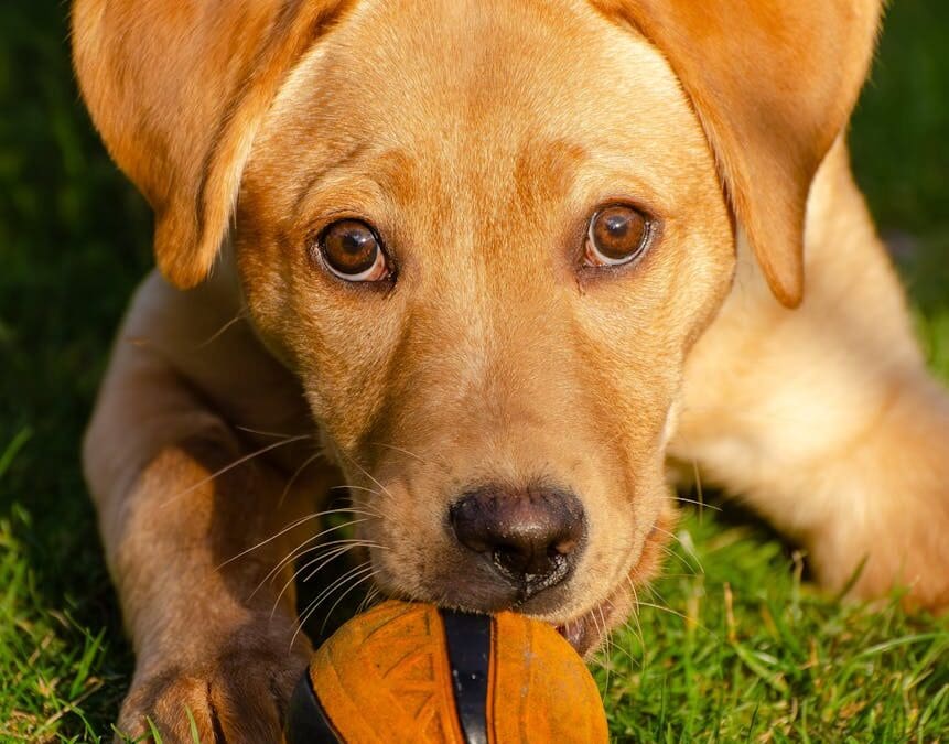 Labrador Retriever Origins: Stunning History of This Best Dog Breed